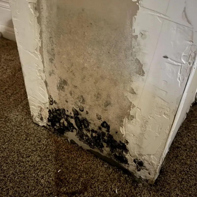 Professional Mold Removal in Pleasant Hill, MO